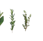 Angebot im Kaufland Schmalkalden Prospekt Kaufland Schmalkalden Prospekt mit im Angebot für 0,88 €