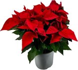 Poinsettia XXL à Carrefour dans Condat-sur-Ganaveix