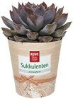 Sukkulente im Angebot bei REWE in Würzburg Sukkulente Angebote von REWE Beste Wahl bei REWE Würzburg für 3,33 €