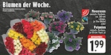 Moosrosen Angebote von GUT & GÜNSTIG bei E center Bocholt für 1,99 €