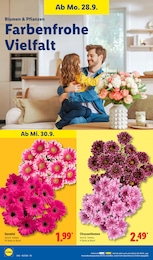 Chrysanthemen Angebot & Preis im aktuellen Lidl Prospekt Chrysanthemen Angebot im aktuellen Lidl Prospekt auf Seite 24