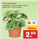 Purpurglöckchen im Angebot bei Netto Marken-Discount in Paderborn Purpurglöckchen Angebote bei Netto Marken-Discount Paderborn für 2,99 €