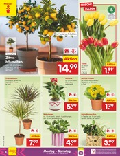 Tulpen im Netto Marken-Discount Prospekt in Willich Aktueller Netto Marken-Discount Prospekt mit Tulpen, "Aktuelle Angebote", Seite 6