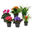 Plantes vertes ou fleuries à Carrefour dans Melleran Plantes vertes ou fleuries à Carrefour dans Melleran