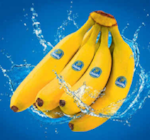 Bananen im Angebot bei Netto Marken-Discount in Pirna Bananen Angebote von Chiquita bei Netto Marken-Discount Pirna für 1,99 €