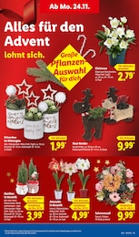 Farbe Angebot im aktuellen Lidl Prospekt auf Seite 11