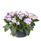 Eustoma en coupe 'Lisianthus' - Lidl à Issy-les-Moulineaux Eustoma en coupe 'Lisianthus' en promo chez Lidl Issy-les-Moulineaux à 4,49 €
