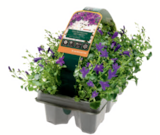 Aktuelles Glockenblume 11-cm-Topf Angebot bei toom Baumarkt in Oberhausen ab 4,99 €