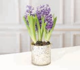 Composition de 3 jacinthes en promo chez U Express Boulogne-Billancourt à 6,99 €