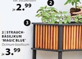 Aktuelles var. esculentum Angebot bei Dehner Garten-Center in Bochum ab 3,99 €