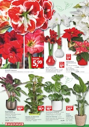 Grünpflanzen Angebote im Prospekt "Wenn's gut werden muss" von BAUHAUS Grünpflanzen Angebote im Prospekt "Wenn's gut werden muss" von BAUHAUS auf Seite 12