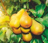 Jardineries du terroir Saint-Julien-en-Genevois - Promo FRUITIERS INVIVO Nous on sème Promo FRUITIERS INVIVO Nous on sème à 26,99 € dans le catalogue Jardineries du terroir à Saint-Julien-en-Genevois