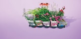 Plante vivace pot 17 cm dans le catalogue Netto