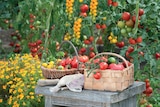 Tomate von Kölles Beste im aktuellen Pflanzen Kölle Prospekt für 2,99 €