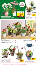 Grünpflanzen Angebot & Preis im aktuellen toom Baumarkt Prospekt Grünpflanzen Angebot im aktuellen toom Baumarkt Prospekt auf Seite 4