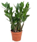 Zamioculcas von GARDENLINE im aktuellen ALDI Nord Prospekt für 3,99 €