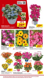 Oleander Angebot & Preis im aktuellen toom Baumarkt Prospekt Oleander Angebot im aktuellen toom Baumarkt Prospekt auf Seite 6