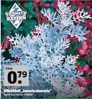 Silberblatt "Senecio cineraria" im aktuellen Hagebaumarkt Prospekt