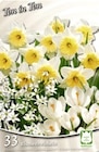 Harmonie Herbst-Blumenzwiebeln für 3,49 € bei Thomas Philipps im Angebot Harmonie Herbst-Blumenzwiebeln im aktuellen Thomas Philipps Prospekt
