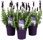 Aktuelles Schopflavendel »Anouk« Angebot bei REWE in Jena ab 3,49 €