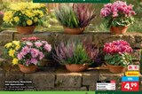 Aktuelle Zimmerpflanzen Angebote bei Netto Marken-Discount in Hamburg Aktuelles Chrysantheme Angebot bei Netto Marken-Discount in Hamburg ab 4,99 €