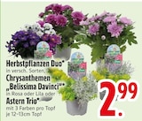 Herbstpflanzen Duo, Chrysanthemen „Belissima Davinci“ oder Astern Trio im Angebot bei EDEKA in Ravensburg Herbstpflanzen Duo, Chrysanthemen „Belissima Davinci“ oder Astern Trio Angebote bei EDEKA Ravensburg für 2,99 €