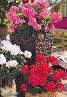 Geranie 'Pelargonium zonale' im aktuellen Hagebaumarkt Prospekt für 2,99 €