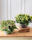 Kalanchoe en promo chez Super U Villeneuve-d'Ascq à 9,99 €