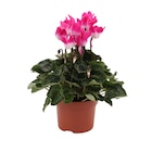 Promo Mini-cyclamen à 2,00 € dans le catalogue Jardiland à Laon