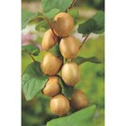 Fruitier Bio dans le catalogue Carrefour