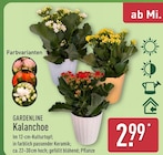 Kalanchoe von Gardenline im aktuellen ALDI Nord Prospekt für 2,99 €