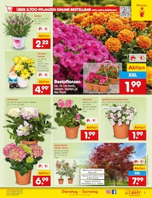 Pflanzen im Netto Marken-Discount Prospekt "Aktuelle Angebote" mit 58 Seiten (Mönchengladbach)