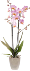 Schmetterlingsorchidee im Angebot bei OBI in Hof Schmetterlingsorchidee Angebote von GROW by OBI bei OBI Hof für 3,99 €