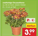 Zweifarbige Chrysantheme im Netto Marken-Discount Prospekt Zweifarbige Chrysantheme von im aktuellen Netto Marken-Discount Prospekt fĂŒr 3,99 âŹ