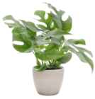Fensterblatt Angebote von GROW by OBI bei OBI Hildesheim für 9,99 €