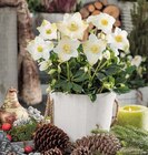 Christrose 'Christmas Carol' Angebote bei Hagebaumarkt Bayreuth für 4,99 €