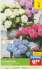 Aktuelles Hortensienbusch Angebot bei Netto Marken-Discount in Koblenz ab 9,99 €