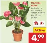 Flamingoblume bei Netto Marken-Discount im Steinberg Prospekt für 4,99 €