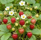 Erdbeerpflanze bei Thomas Philipps im Bramsche Prospekt für 1,39 €
