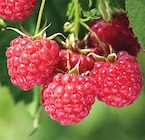 HIMBEEREN im Dehner Garten-Center Prospekt HIMBEEREN von im aktuellen Dehner Garten-Center Prospekt für 9,99 €