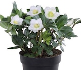 Christrosen im Angebot bei Wreesmann in Altenburg Christrosen Angebote bei Wreesmann Altenburg für 3,99 €
