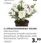 Strauchveronika 'Celina' im aktuellen Dehner Garten-Center Prospekt für 3,99 €