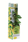 Thunbergia-Kletterpflanze im aktuellen Lidl Prospekt