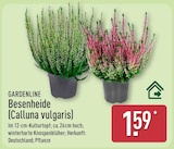 Besenheide (Calluna vulgaris) von Gardenline im aktuellen ALDI Nord Prospekt für 1,59 €
