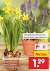 Blumenzwiebeln im aktuellen Prospekt bei Netto Marken-Discount in Sibbesse