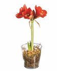 Lidl - Amaryllis im Glas Angebot im Prospekt Amaryllis im Glas bei Lidl im Prospekt "" für 7,99 €