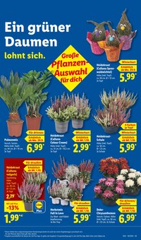Blumen im aktuellen Lidl Prospekt (Karlsruhe) Blumen im Lidl Prospekt "LIDL LOHNT SICH" mit 66 Seiten (Karlsruhe)