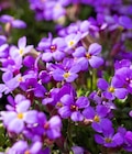 Blaukissen Aubrieta gracillis Angebote bei Garten-Center Nordharz GmbH & Co. KG Wolfsburg für 1,99 €