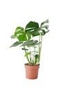 Promo Monstera à 4,99 € dans le catalogue Gamm vert à Bordes