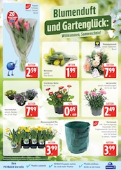 Aktueller EDEKA Prospekt mit Blumen, "Top Angebote", Seite 5